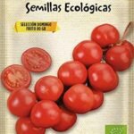 Battle Domingo Bio Hanging Tomato