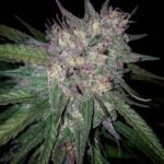 Bay Berry Regular By Grand Daddy Purple Seeds