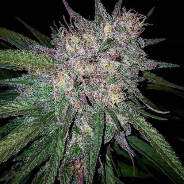 bay-berry-10-seeds.jpg Bay Berry Regular By Grand Daddy Purple Seeds - Image 1