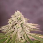 Bay Burger Feminized By Delicious Seeds