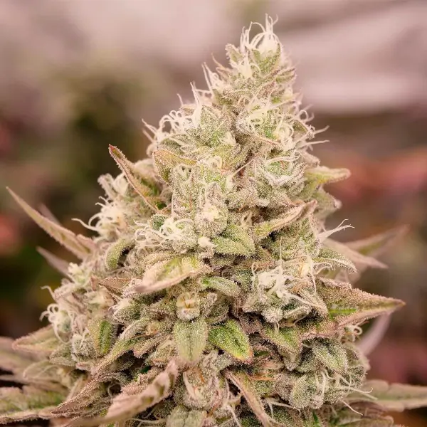 bay-burger-early-version-3-seeds Bay Burger Early Version Feminized By Delicious Seeds - Image 1