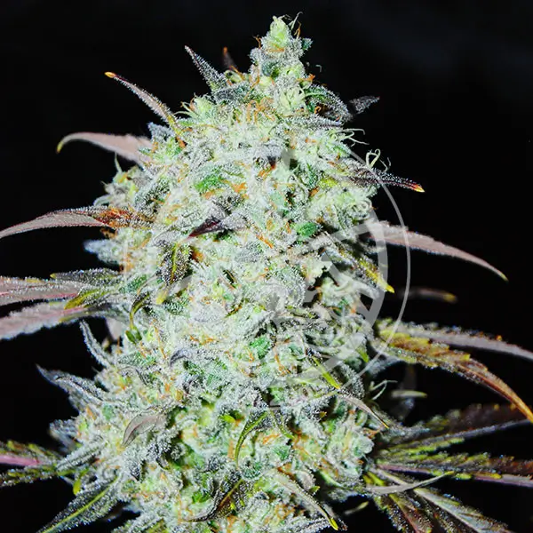 bay-haze-3-seeds Bay Haze Feminized By Delicious Seeds - Image 1