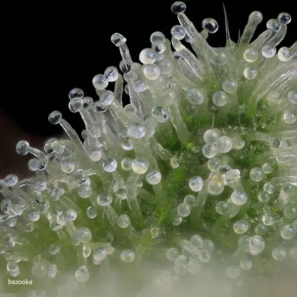 bazzoka-13-seeds Bazzoka Regular By Bask Triangle Farms - Image 1