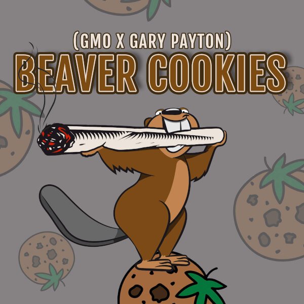 beaver-cookies-3-seeds.jpg Beaver Cookies Feminized By Elev8 Seeds - Image 1
