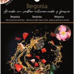 Begonia