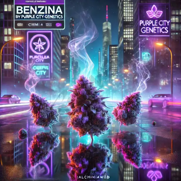 benzina-3-seeds Benzina Feminized By Purple City Genetics - Image 1
