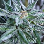 Berry Bonds Auto Autoflower By Purple City Genetics