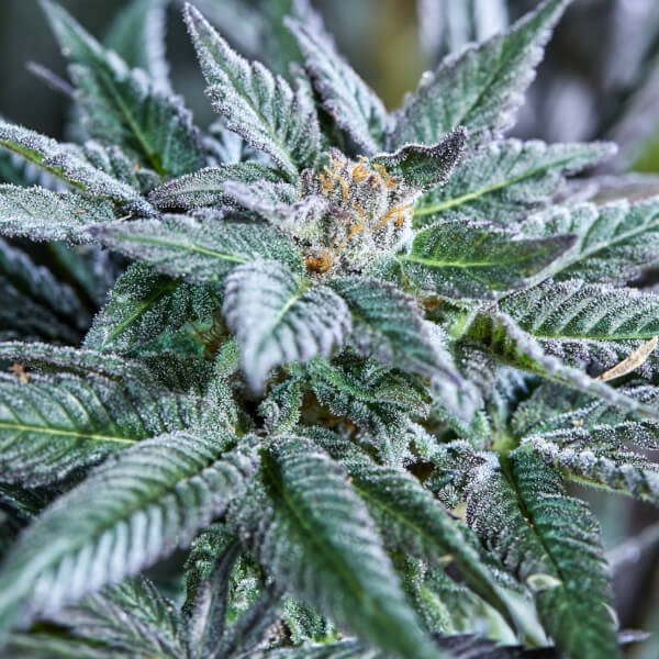 berry-bonds-auto-3-seeds.jpg Berry Bonds Auto Autoflower By Purple City Genetics - Image 1