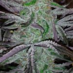 Best Friend Og Regular By Jinxproof Genetics
