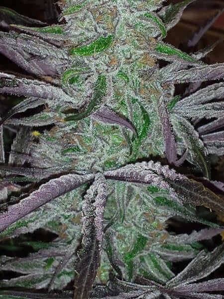 best-friend-og-6-seeds.jpg Best Friend Og Regular By Jinxproof Genetics - Image 1