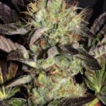 Big Apple Cookies Feminized By Mamiko Seeds