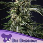 Big Bazooka Feminized By Anesia Seeds