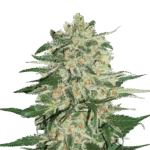 Big Bud Feminized By Seedstockers