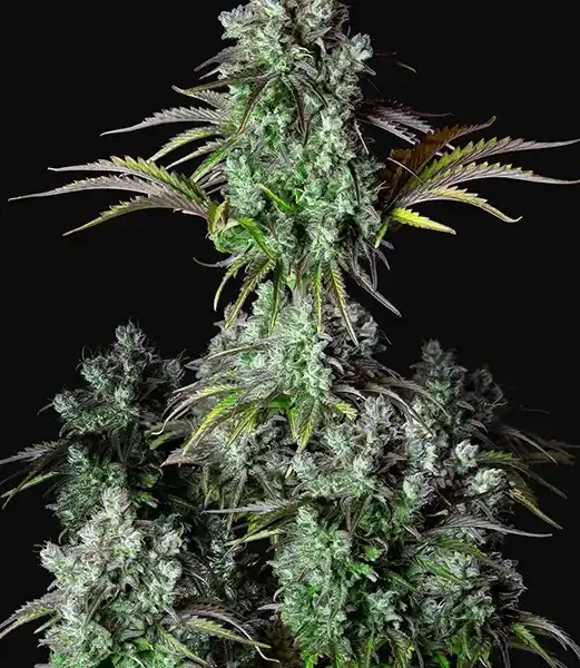 big-bud-auto-1-seed Big Bud Auto Autoflower By Fast Buds - Image 1