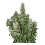Big Bud Auto Autoflower By Seedstockers