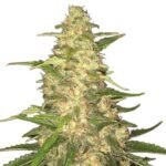 Big Bud Seeds Feminized By Nirvana