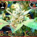 Big Buddha Cheese Feminized By Big Buddha Seeds