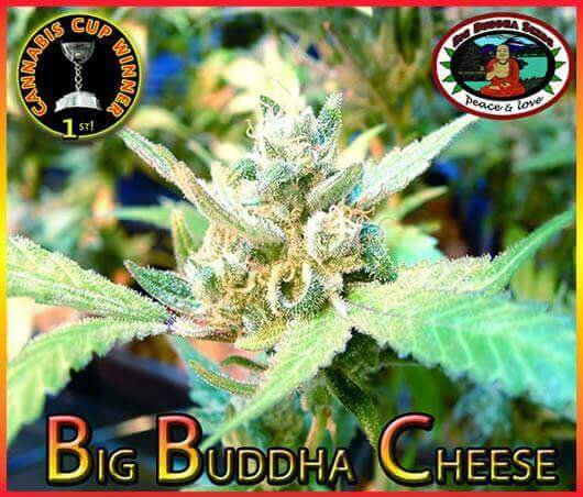 big-buddha-cheese-5-seeds.jpg Big Buddha Cheese Feminized By Big Buddha Seeds - Image 1