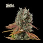 Big Yeti Feminized By Seedstockers