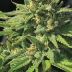 Bigfoot Glue Feminized By Humboldt Seed Company