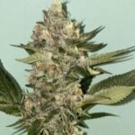 Biscotti 2.0 Feminized By The Plug Seedbank