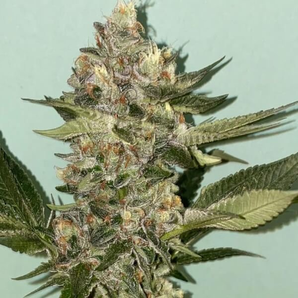 biscotti-20-6-seeds.jpg Biscotti 2.0 Feminized By The Plug Seedbank - Image 1