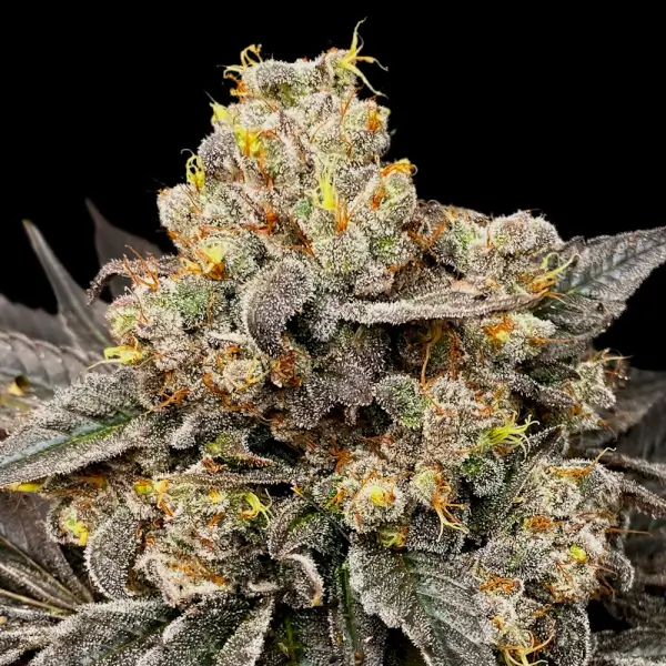biscotti-zkittlez-5-seeds Biscotti Zkittlez Feminized By 00 Seeds Bank - Image 1