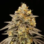 Biscotti Zkittlez Auto Autoflower By 00 Seeds Bank