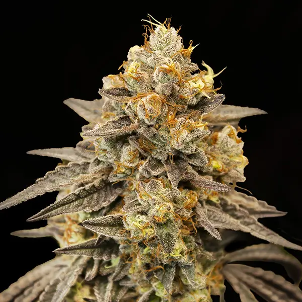 biscotti-zkittlez-auto-5-seeds-1.webp Biscotti Zkittlez Auto Autoflower By 00 Seeds Bank - Image 1