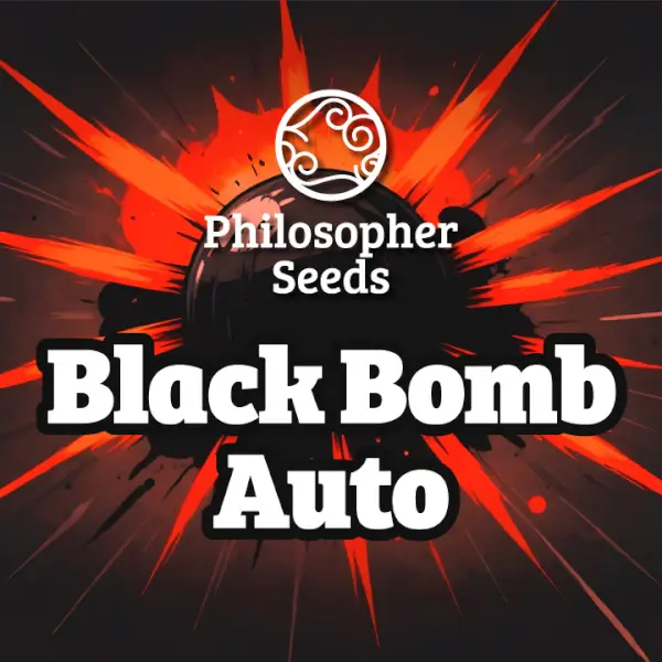 black-bomb-auto-3-seeds Black Bomb Auto Autoflower By Philosopher Seeds - Image 1