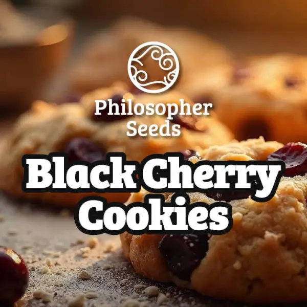black-cherry-cookies-3-seeds Black Cherry Cookies Feminized By Philosopher Seeds - Image 1