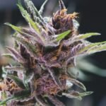 Black Cherry Punch Feminized By Pyramid Seeds