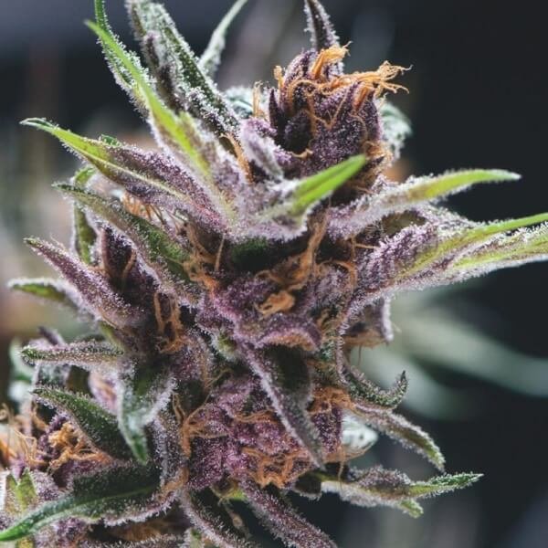 black-cherry-punch-3-seeds.jpg Black Cherry Punch Feminized By Pyramid Seeds - Image 1