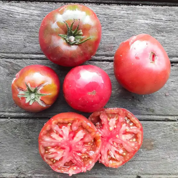 black-crimean-tomato-kokopelli-35-seeds Black Crimean Tomato - Kokopelli - Image 1