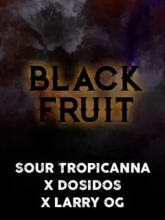 black-fruit-3-seeds Black Fruit Feminized By Tramuntana Seeds - Image 1