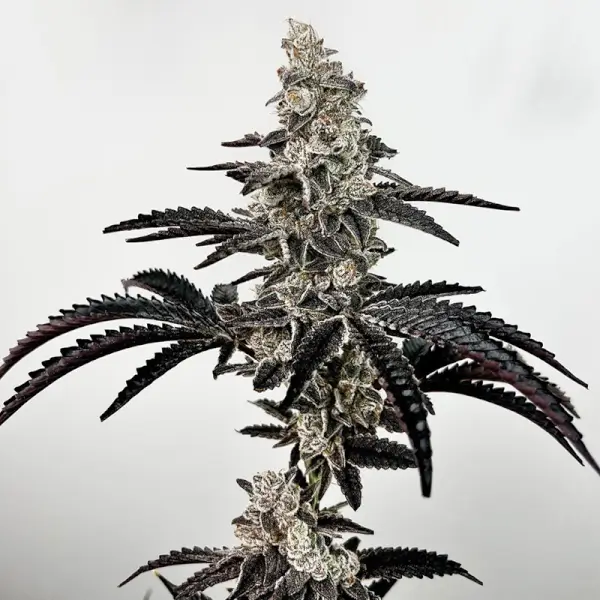 black-patronus-6-seeds Black Patronus Feminized By Exotic Genetix - Image 1