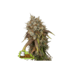 Black Rainbow Feminized By Seedstockers