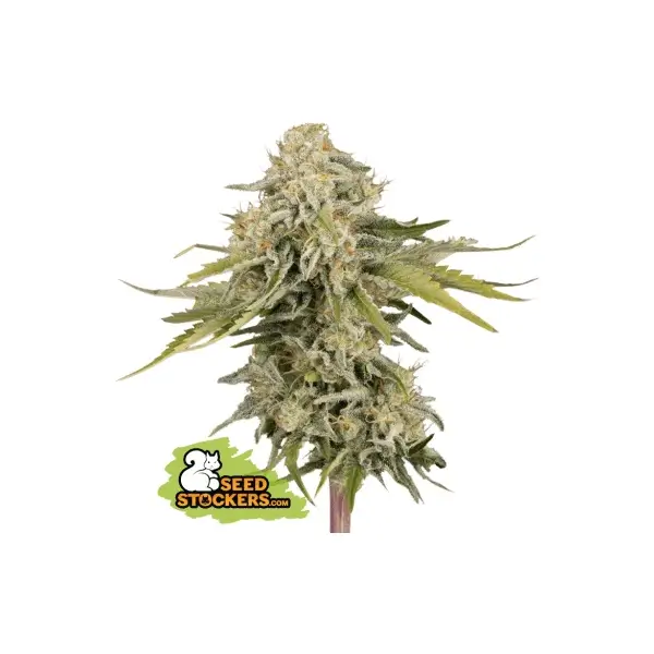black-rainbow-auto-3-seeds Black Rainbow Auto Autoflower By Seedstockers - Image 1