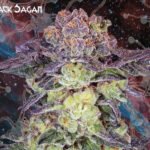 Black Sagan Feminized By Nemeseeds