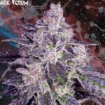 Black Venon Feminized By Nemeseeds