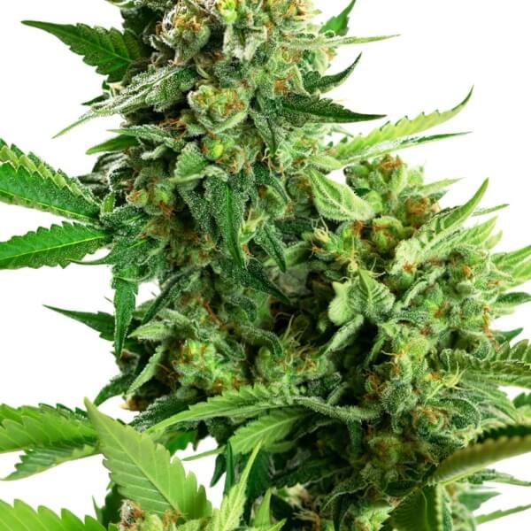 blackberry-cake-31-seeds.jpg Blackberry Cake Feminized By Sensi Seeds - Image 1