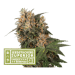 Blackberry Gum Feminized By Seedstockers