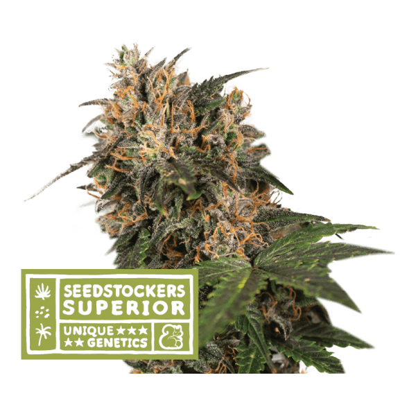 blackberry-gum-3-seeds.png Blackberry Gum Feminized By Seedstockers - Image 1