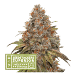 Blackberry Gum Auto Autoflower By Seedstockers
