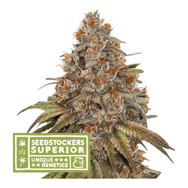 blackberry-gum-auto-3-seeds.png Blackberry Gum Auto Autoflower By Seedstockers - Image 1