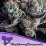 Blackberry Moonrocks Feminized By Anesia Seeds