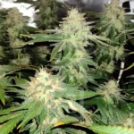 Blackberry Moonstones Feminized By Blimburn Seeds