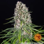 Blue Cheese Feminized By Barneys Farm