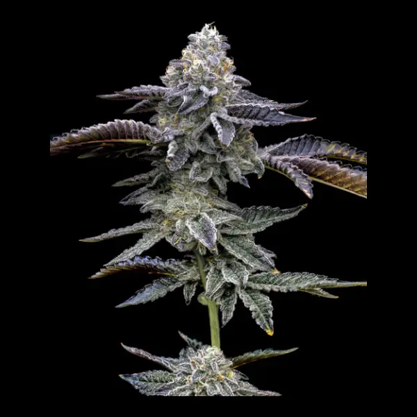blue-dream-3-seeds Blue Dream Feminized By Philosopher Seeds - Image 1