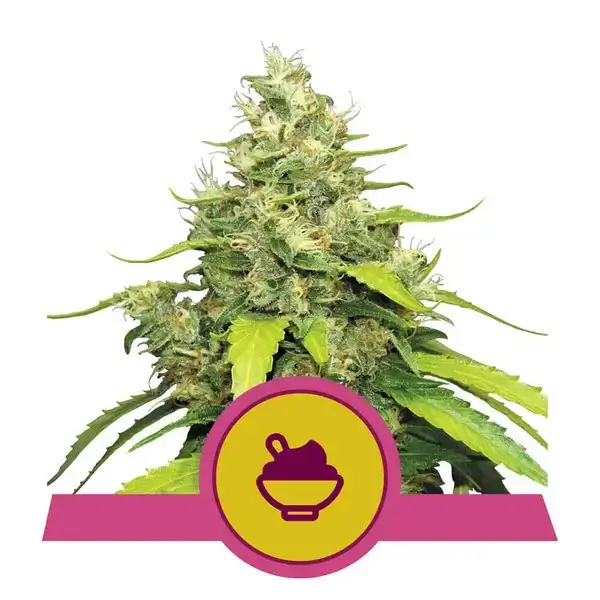 blue-gelato-1-seed Blue Gelato Feminized By Royal Queen Seeds - Image 1